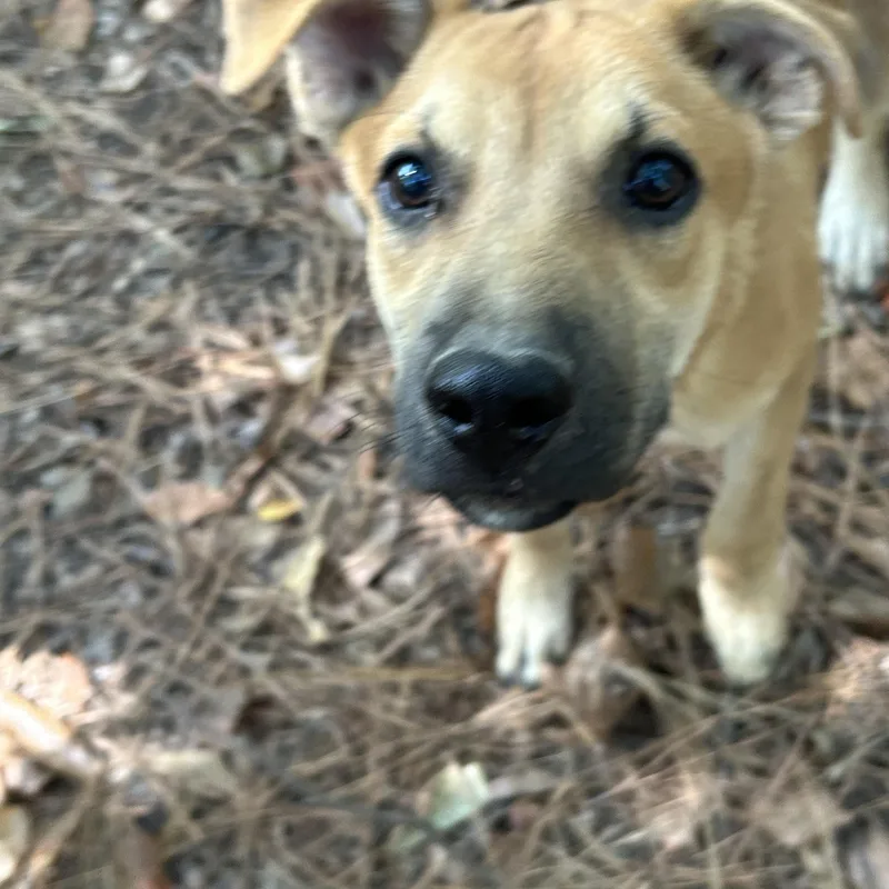 A young medium-sized male Black Mouth Cur dog named Jimmy for adoption in Pine Bluff, AR