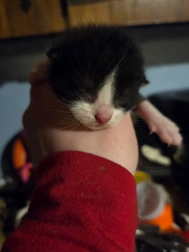 A baby medium-sized male Domestic Short Hair cat named Lovebug for adoption in Johnson City, TN