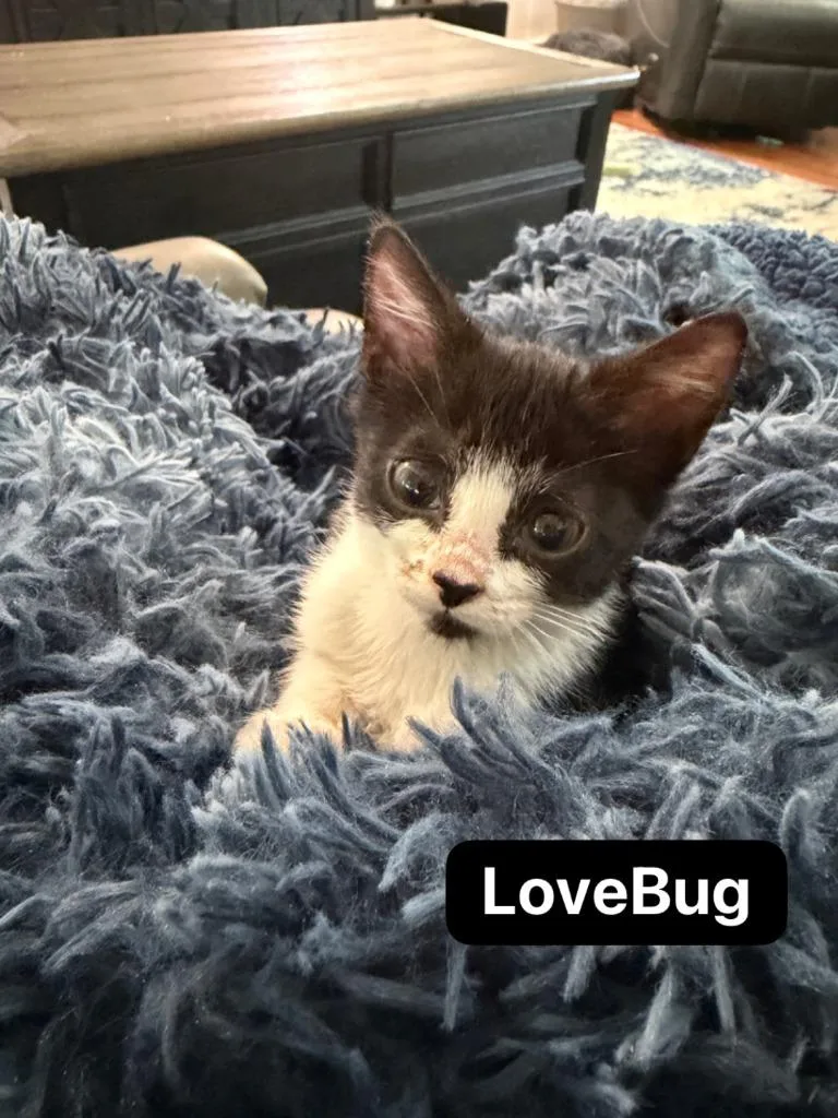 Lovebug thumbnail 2