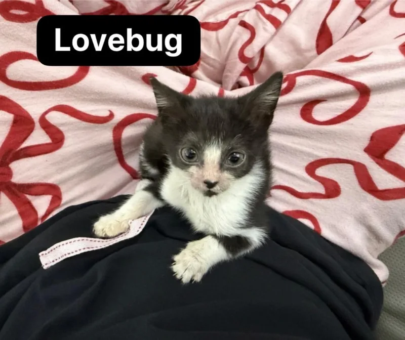 Lovebug thumbnail 3
