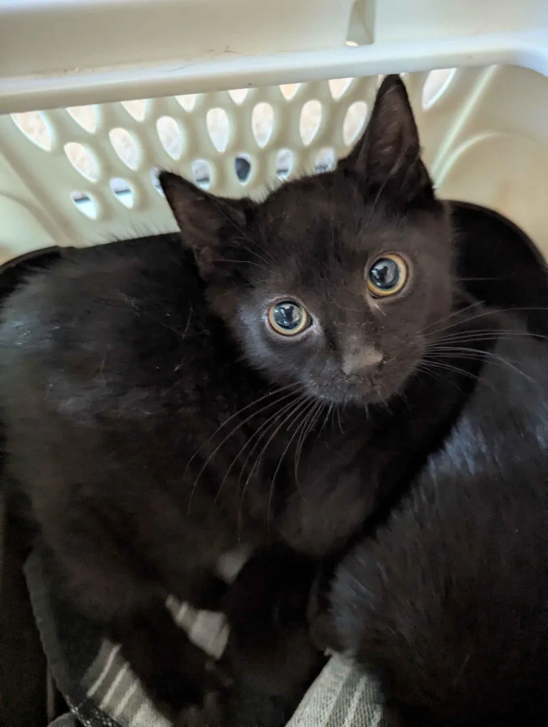 A young small-sized male Black Domestic Short Hair cat named Yankee for adoption in Seven Valleys, PA