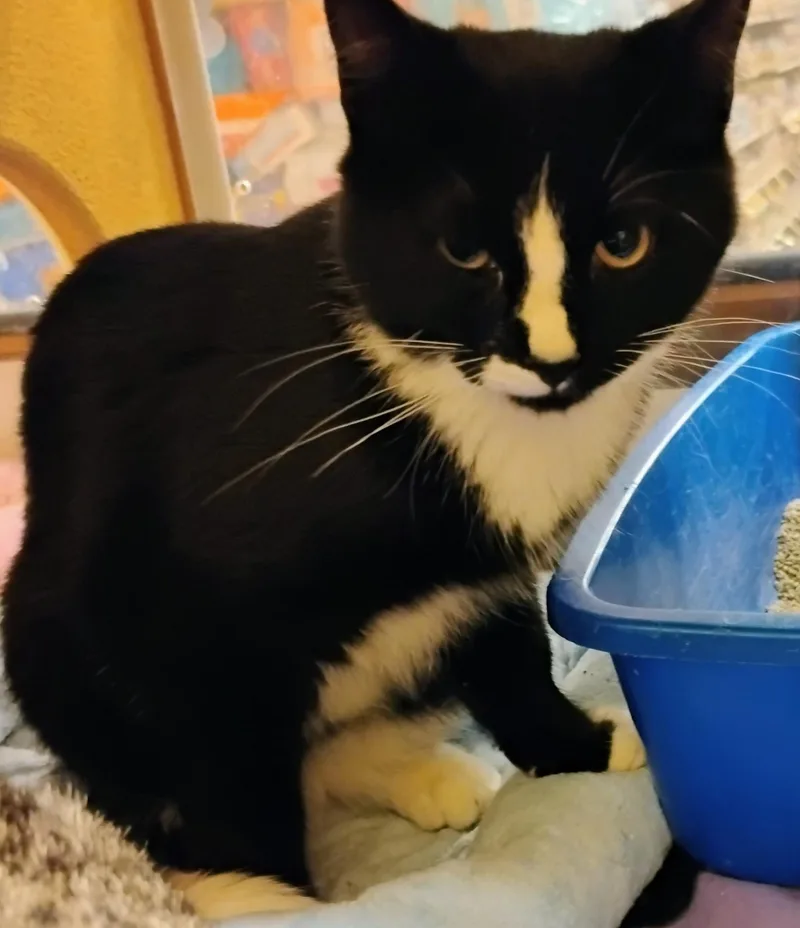 A young medium-sized male Domestic Short Hair cat named Bentley for adoption in Williamsburg, VA
