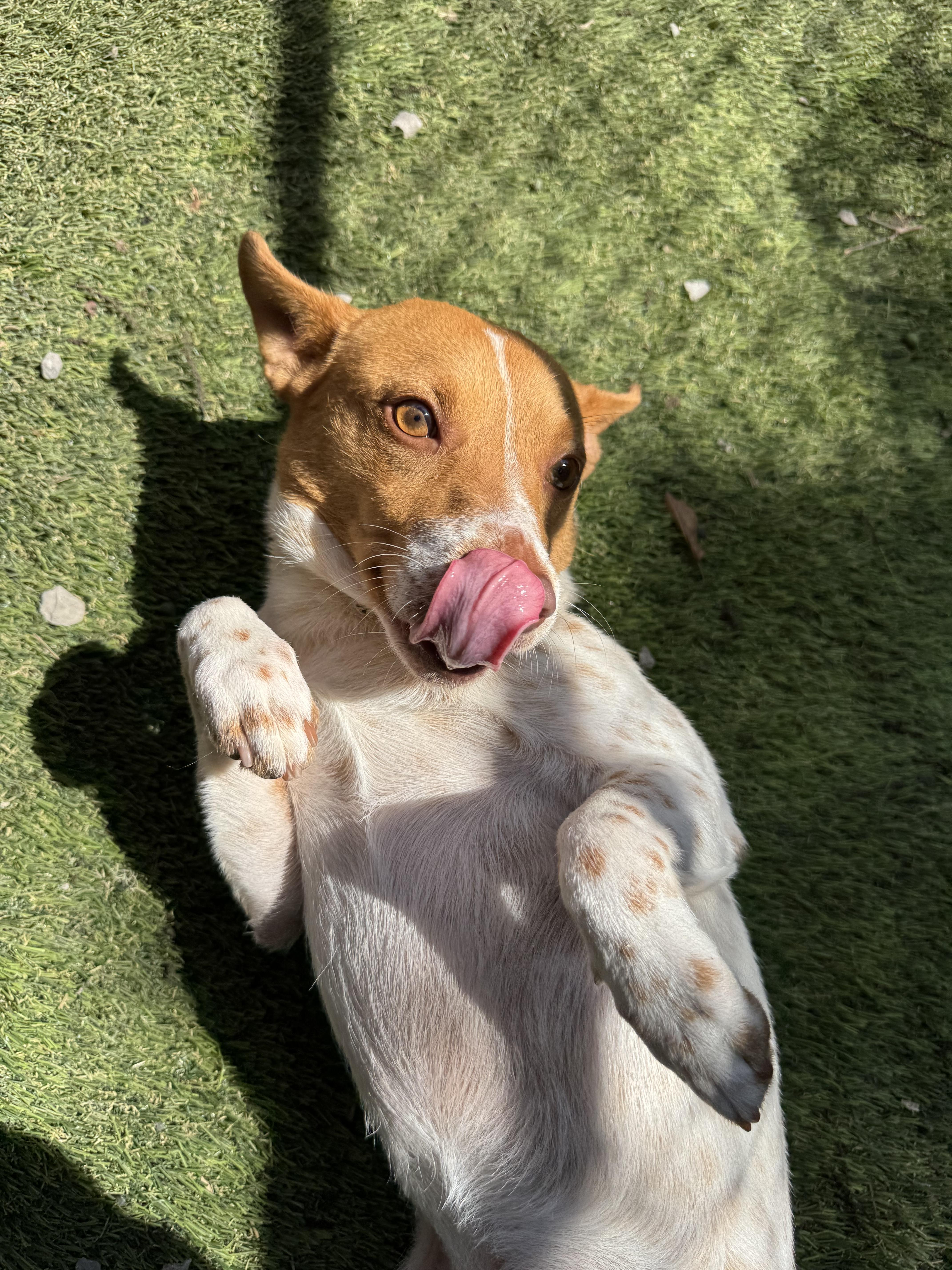 Gordo