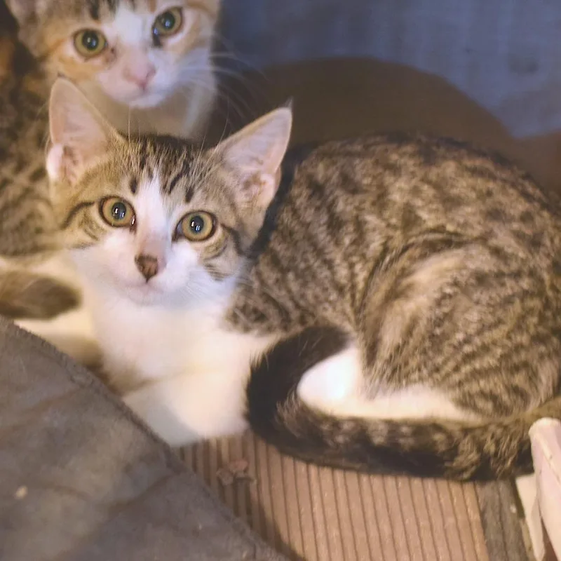 A baby small-sized female Gray / Blue / Silver Domestic Short Hair cat named Brooke  Petsmart Belleville for adoption in Belleville, IL