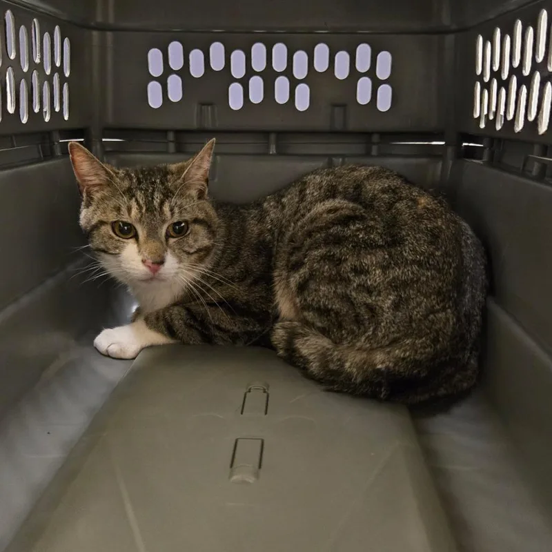 A young medium-sized male Brown / Chocolate Domestic Short Hair cat named Apollo for adoption in Charlottesville, VA