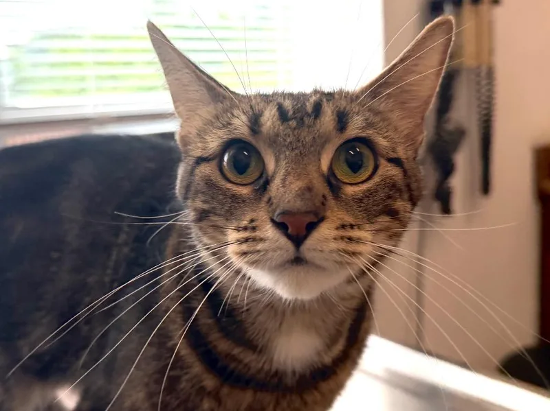 A young small-sized female Tabby cat named June Bug for adoption in Powell, OH