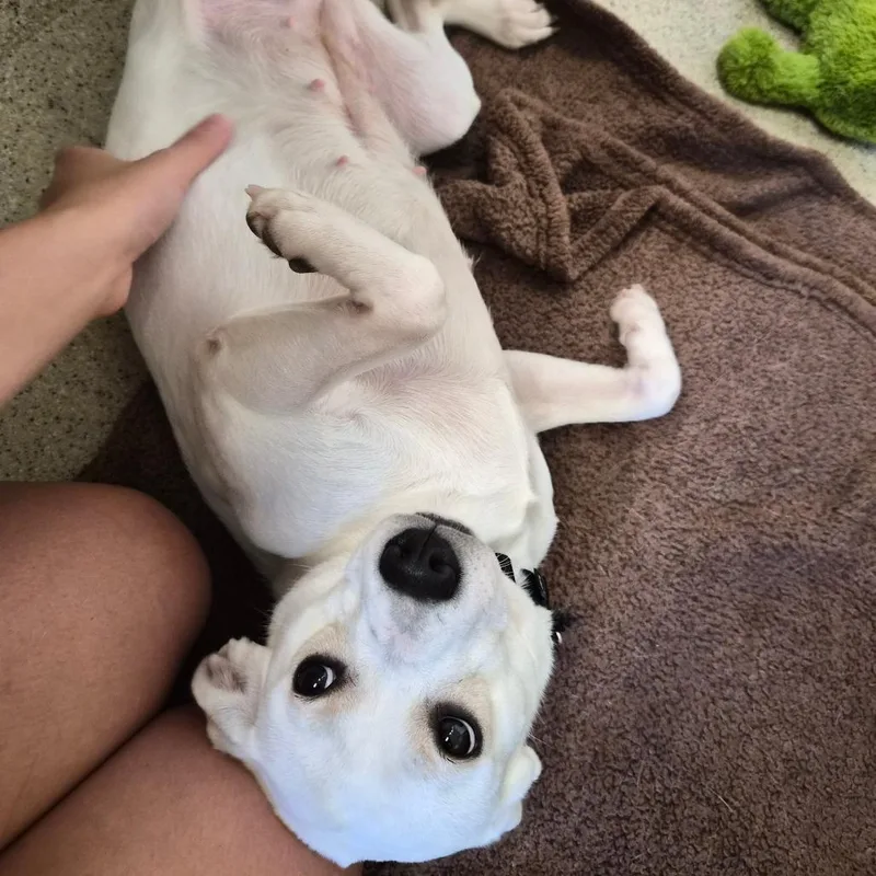 An adult small-sized female White / Cream Terrier dog named Snow White for adoption in Woodstock, IL