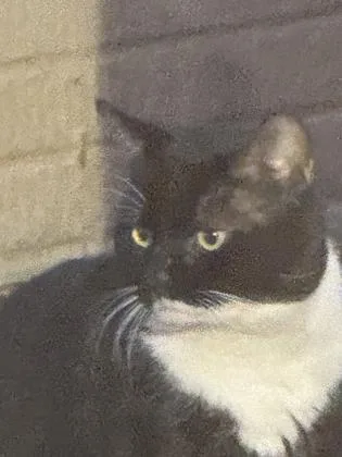 An adult small-sized male Domestic Short Hair cat named Churu for adoption in Fairfax, VA