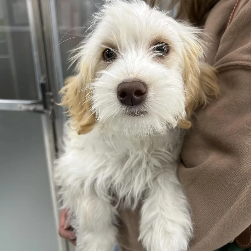 A baby small-sized male White / Cream Terrier dog named Charming for adoption in Point Richmond, CA