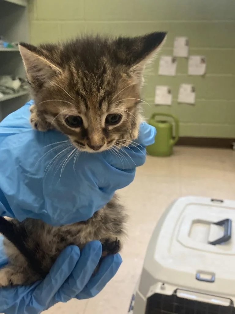 A baby medium-sized female Domestic Short Hair cat named Tioga for adoption in Burnsville, NC