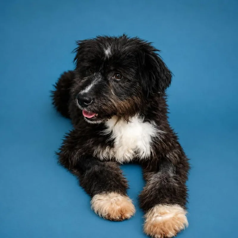 An adult medium-sized female Black Schnauzer dog named Mily for adoption in San Diego, CA