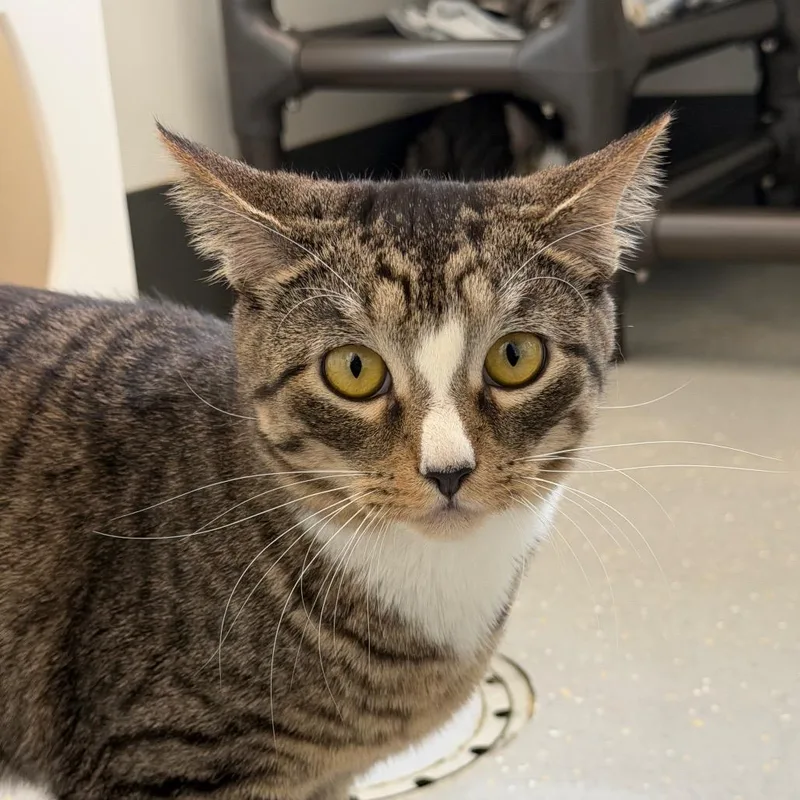 A young small-sized male Brown / Chocolate Domestic Short Hair cat named Bo Lo Bao for adoption in New York, NY