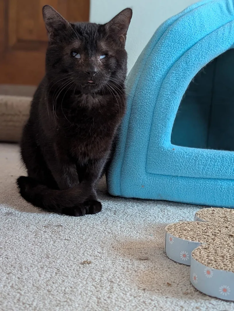 An adult medium-sized male Black Domestic Short Hair cat named Iris for adoption in Rockaway, NJ