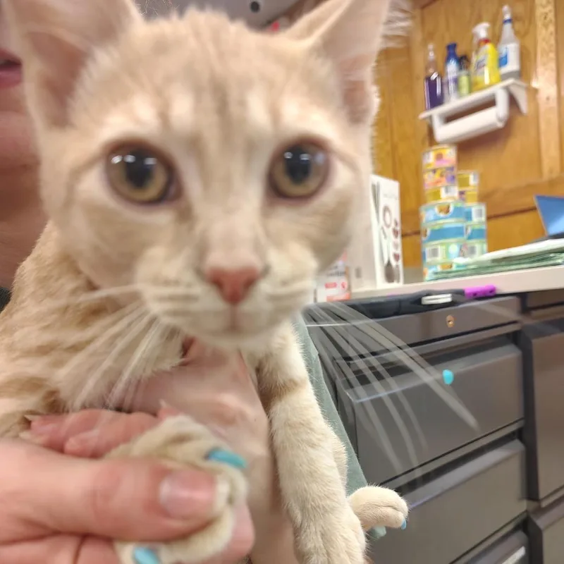A baby small-sized male Buff / Tan / Fawn Domestic Short Hair cat named Rhys for adoption in Ashtabula, OH