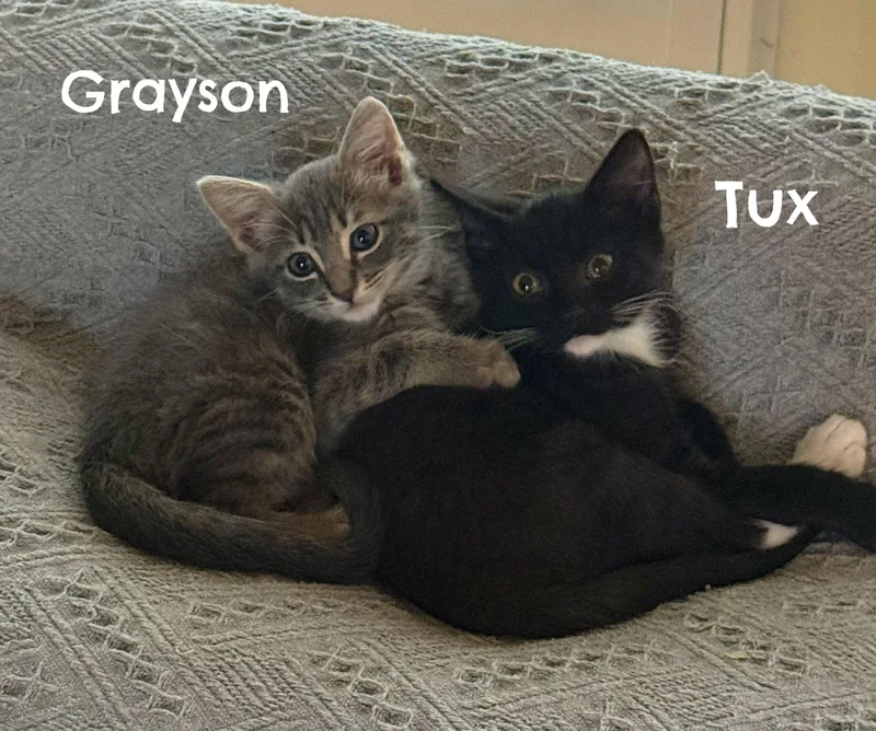 A young medium-sized male Tabby (Gray / Blue / Silver) Domestic Short Hair cat named Grayson for adoption in Naples, FL
