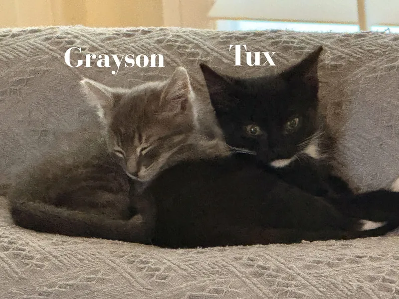 Grayson thumbnail 3