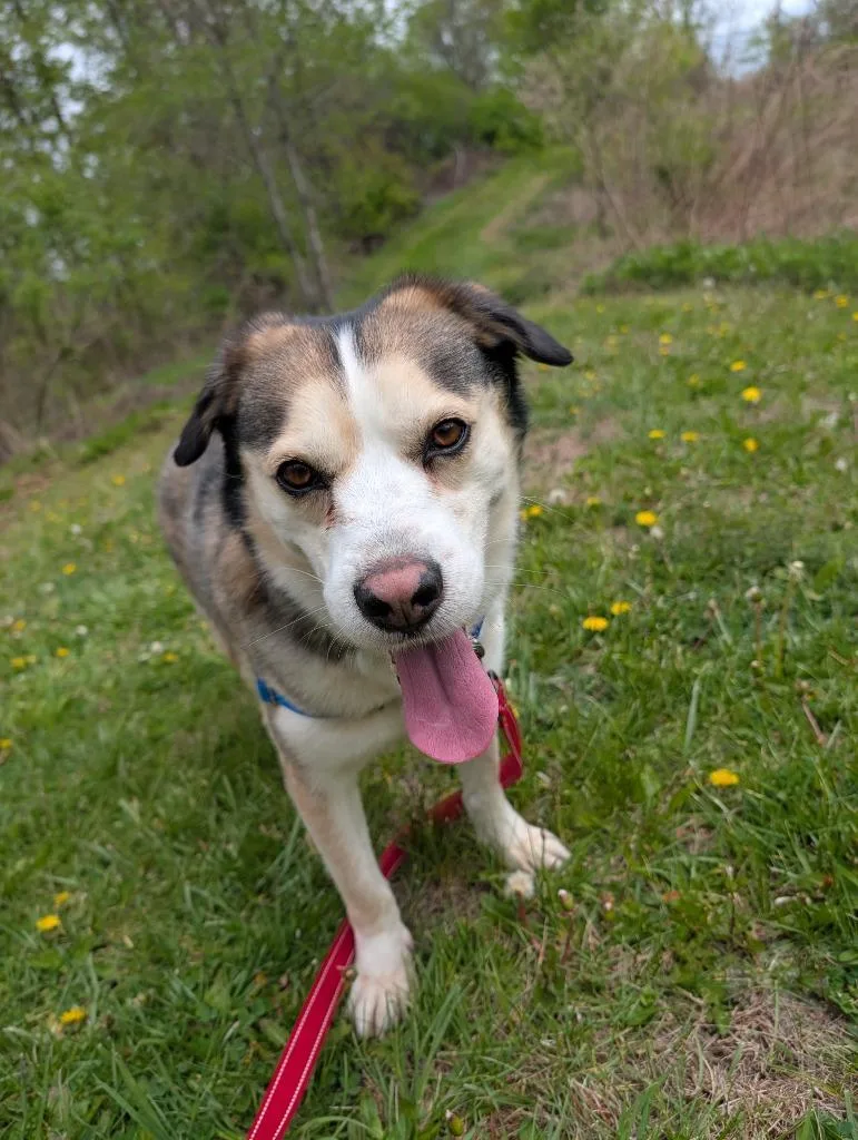 An adult medium-sized male Mixed Breed dog named Legolas for adoption in Hyde Park, NY