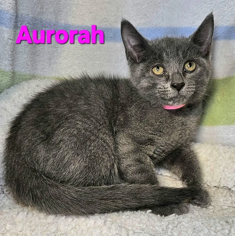 A baby medium-sized female Gray / Blue / Silver Russian Blue cat named Aurorah for adoption in Macon, GA