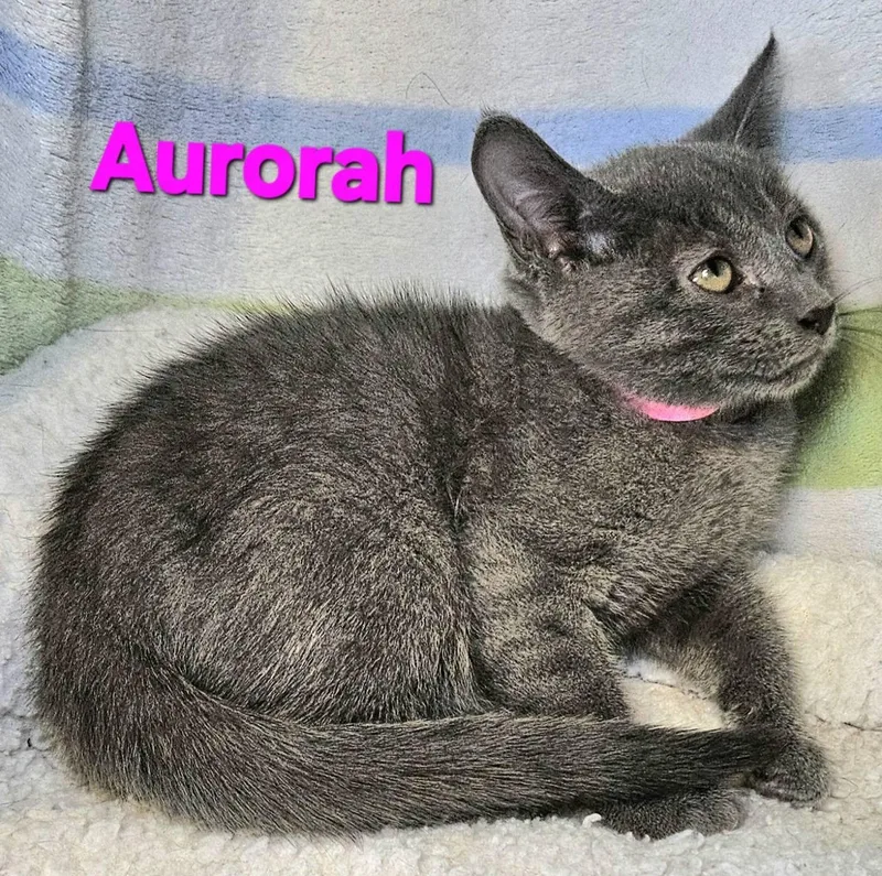 Aurorah thumbnail 2