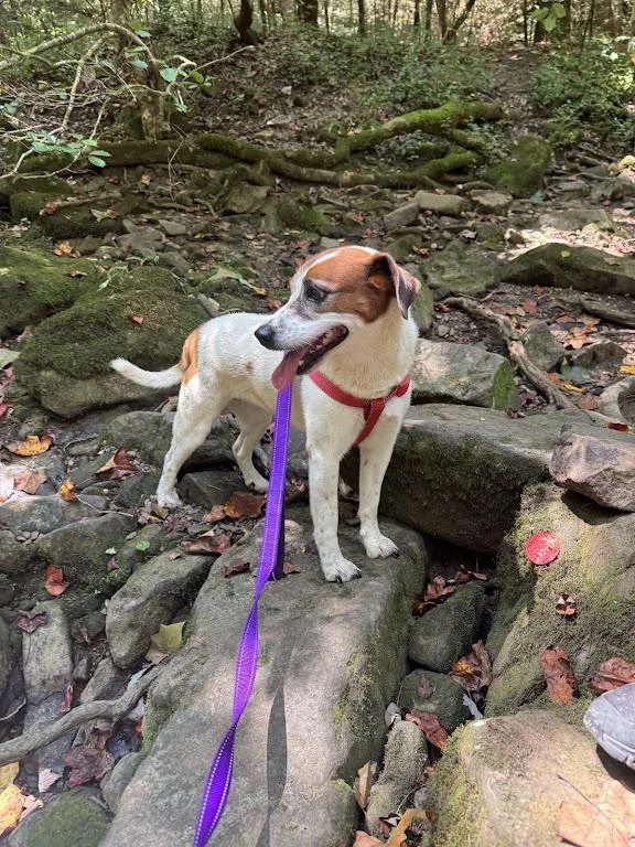 An adult medium-sized female White / Cream Hound dog named Heidi for adoption in Andover, MA