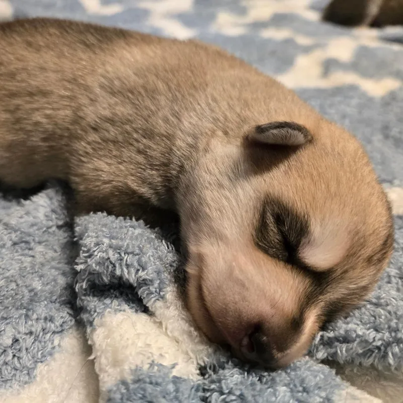 A baby large-sized male Yellow / Tan / Blond / Fawn Mixed Breed dog named Milkshake for adoption in Owosso, MI