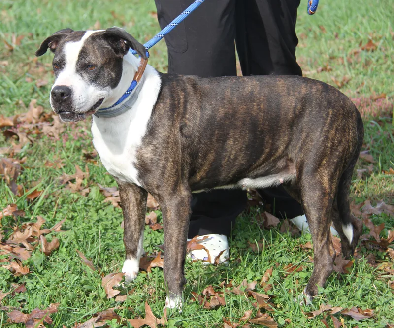 An adult large-sized female Boxer dog named Gardinia for adoption in Marietta, OH