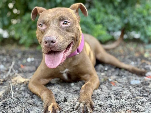 An adult large-sized female Pit Bull Terrier dog named Beverly for adoption in Tavares, FL