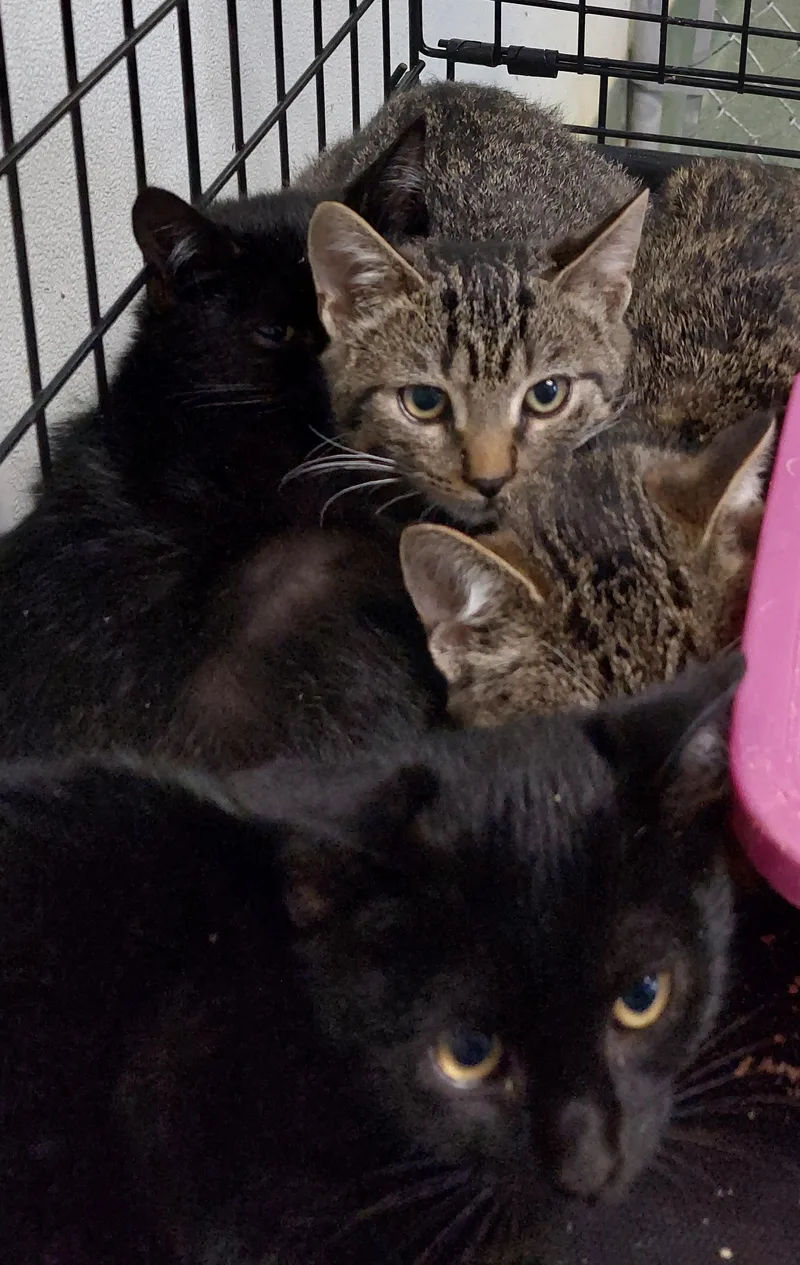 A baby medium-sized male Tabby (Buff / Tan / Fawn) Domestic Short Hair cat named Chunky for adoption in Rehoboth, MA