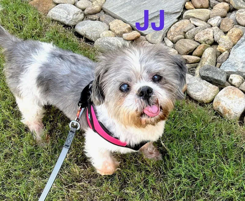 An adult small-sized male Shih Tzu dog named Jj for adoption in Greenville, SC