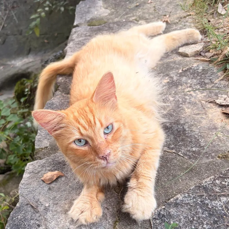 Simba