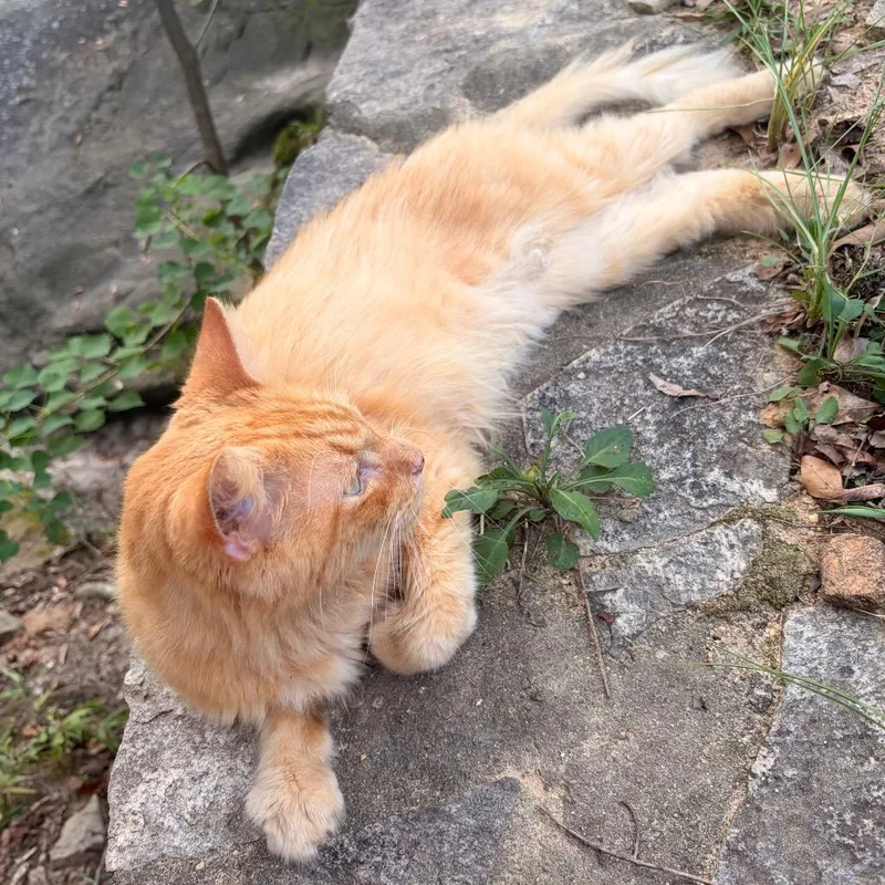 Simba thumbnail 2