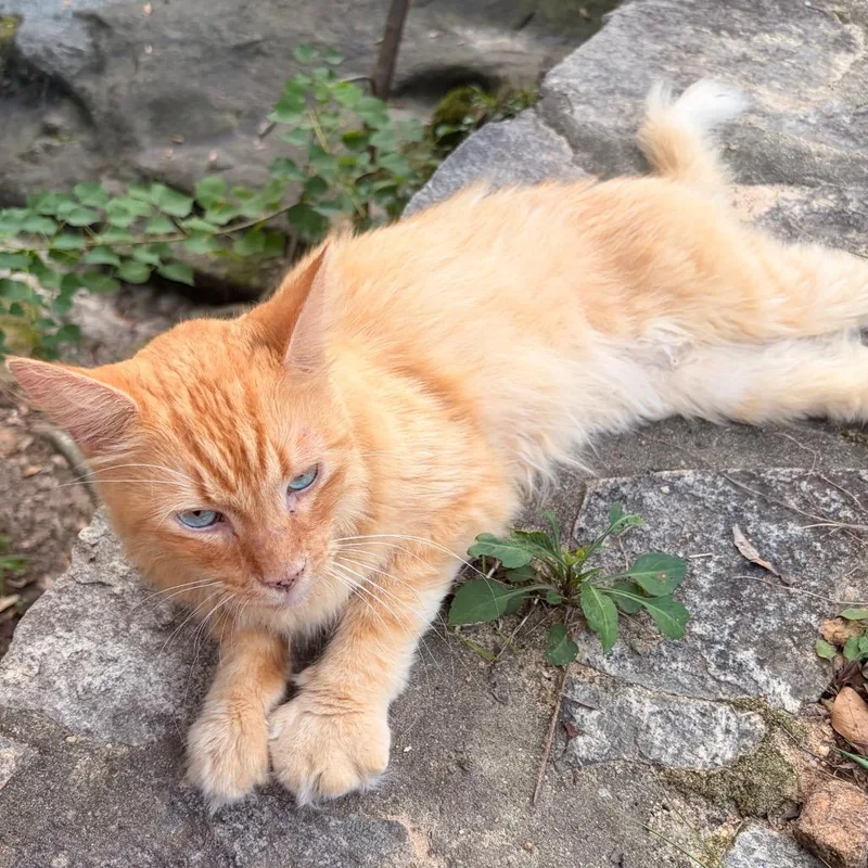 Simba thumbnail 3