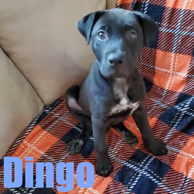 Dingo