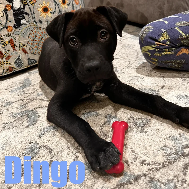 Dingo thumbnail 6