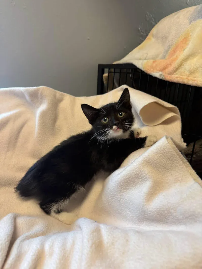 A young small-sized male Black & White / Tuxedo Domestic Short Hair cat named North for adoption in Freeport, NY