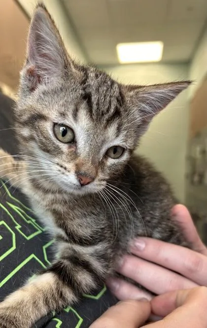 A baby small-sized female Domestic Short Hair cat named Cardinal for adoption in Fishers, IN