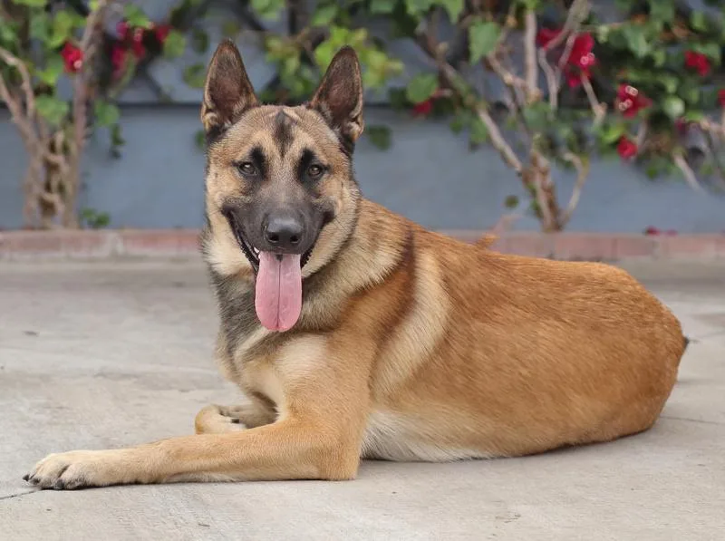 A young large-sized male Black German Shepherd Dog dog named Suave von Sayda for adoption in Los Angeles, CA