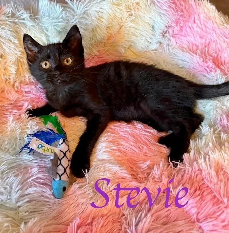 Stevie