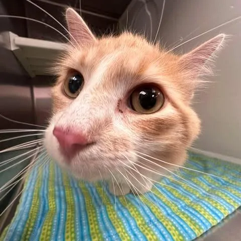 A young small-sized male Orange / Red Domestic Long Hair cat named Marry A Millionaire for adoption in Hannibal, MO