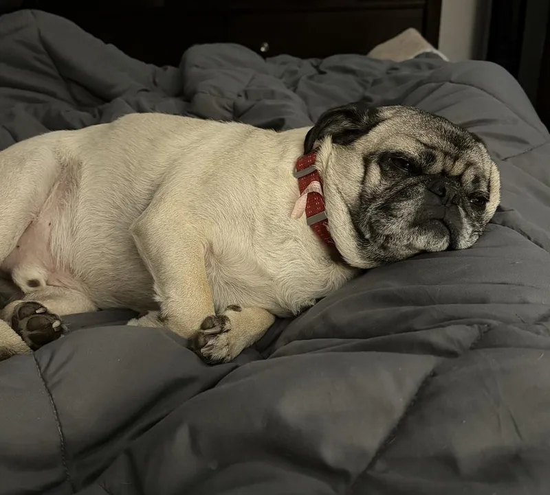 An adult small-sized male Pug dog named Jameson for adoption in Orlando, FL