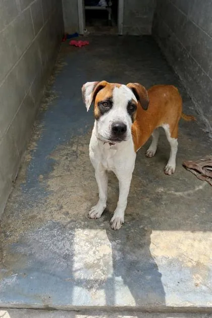 A baby medium-sized female White / Cream Boxer dog named Lucy for adoption in Inverness, FL