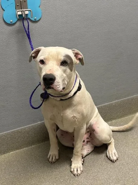 A young large-sized male Pit Bull Terrier dog named Mochi for adoption in Las Vegas, NV