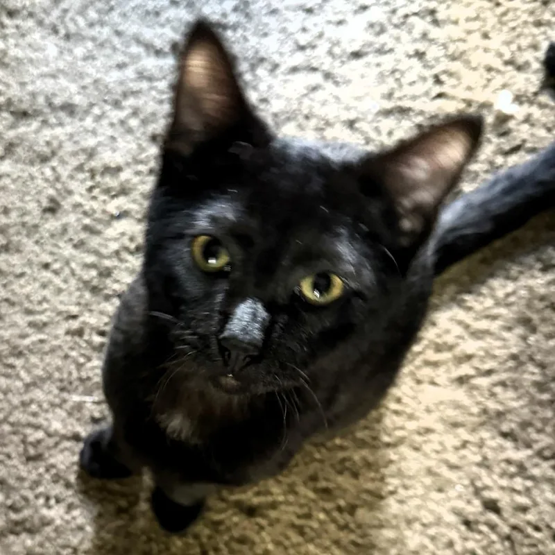 A baby medium-sized male Domestic Short Hair cat named Carlos for adoption in Shawnee, KS