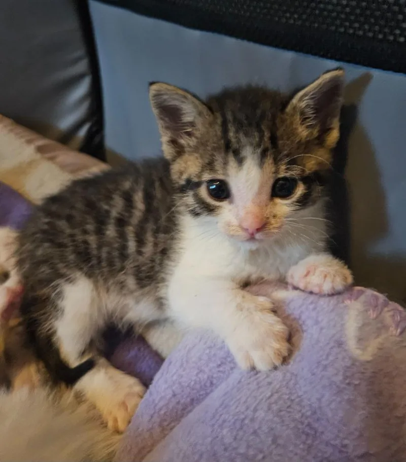 A baby small-sized female Domestic Short Hair cat named Vinnie for adoption in Minneapolis, MN