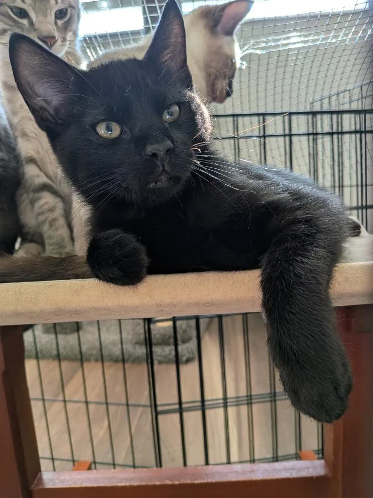 A baby small-sized male Domestic Short Hair cat named Eustes for adoption in Ogden, UT