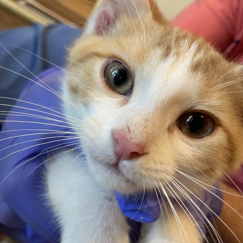 A baby medium-sized male Orange / Red Domestic Short Hair cat named Biscoff for adoption in Midland, TX