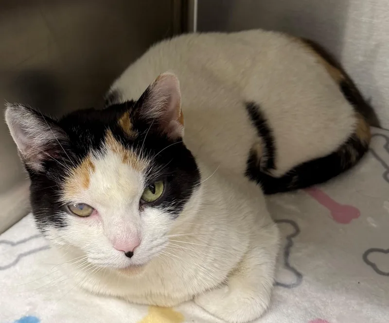An adult medium-sized female Calico Domestic Short Hair cat named Cardi for adoption in Edison, NJ