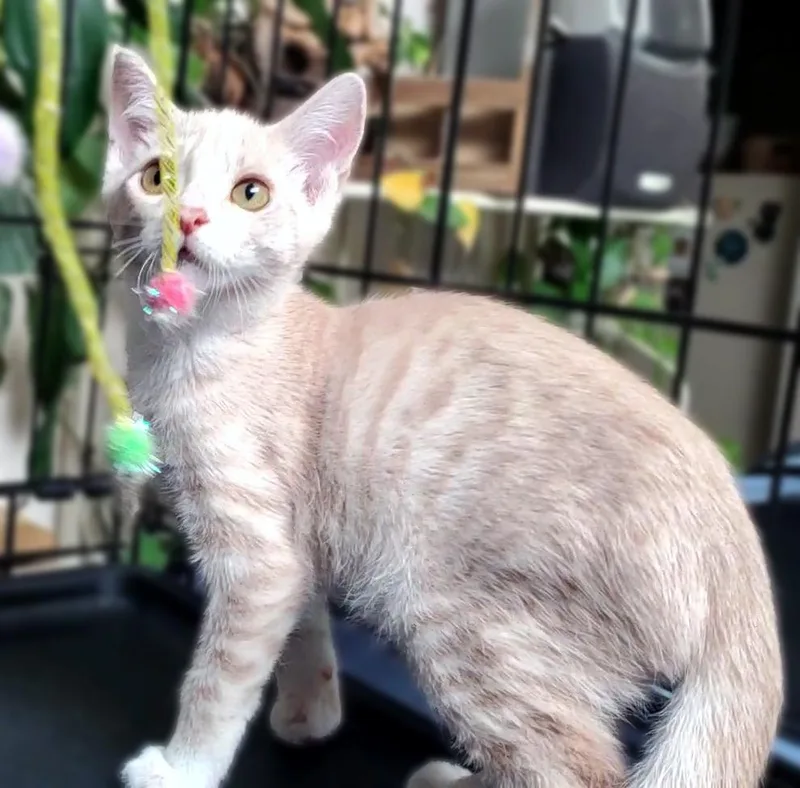 A baby medium-sized male Domestic Short Hair cat named Graham for adoption in Davis, CA