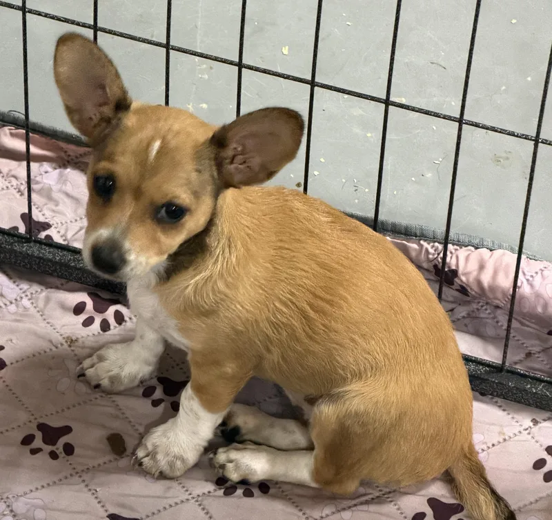 Pixie  Trixie And thumbnail 3