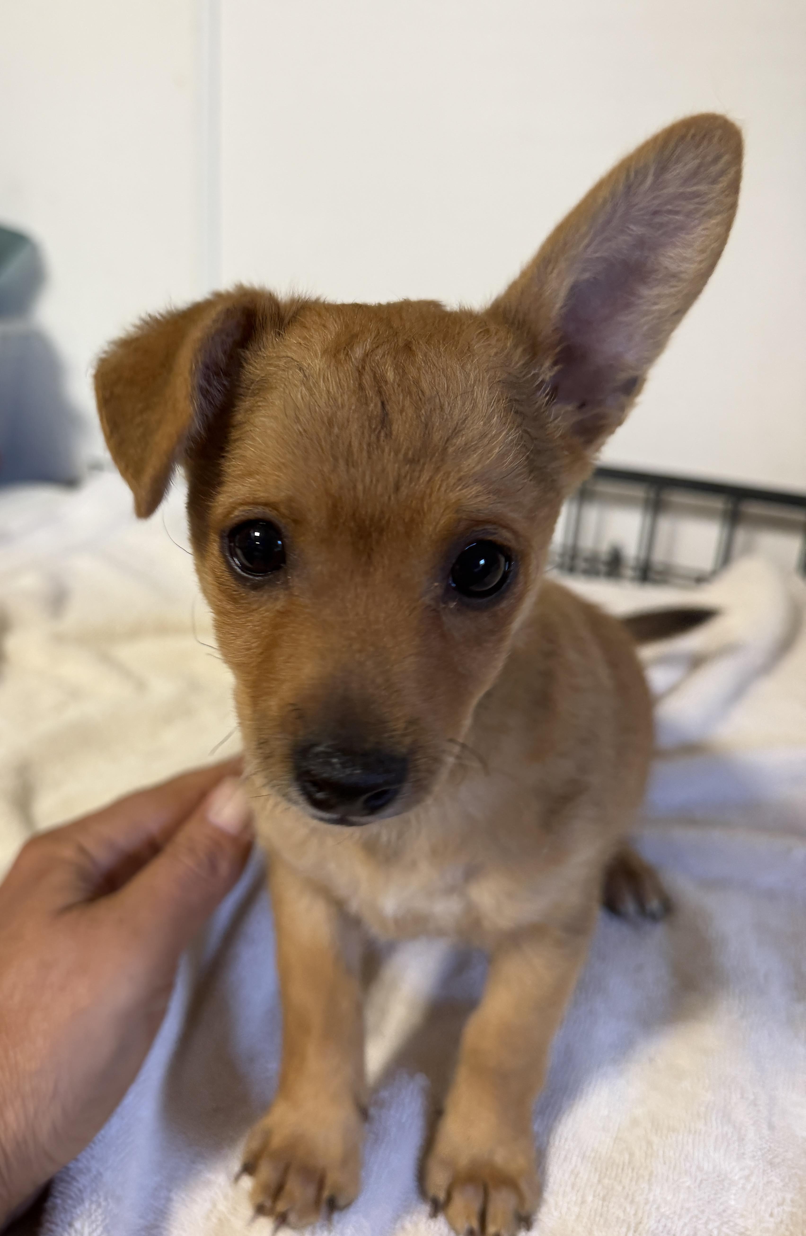 Pixie  Trixie And thumbnail 4